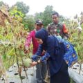 Pengunjung Merasakan Sensasi Memetik Melon di Panggung Kabupaten Balangan – Pos Banjarmasin