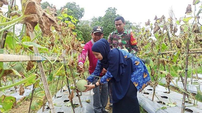 Pengunjung Merasakan Sensasi Memetik Melon di Panggung Kabupaten Balangan – Pos Banjarmasin