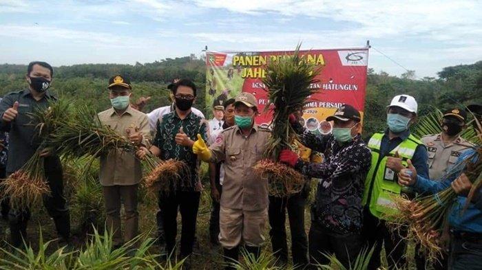 Harga jahe merah berfluktuasi di pasaran, hal ini dilakukan petani di Hatungun Tapin