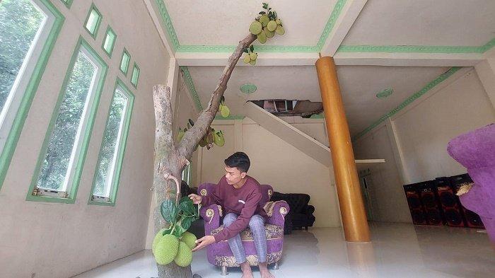 Viral Kemunculan Pohon Nangka Tumbuh di Sebuah Rumah di Balangan Kalsel, Begini Kisah Pemiliknya – Banjarmasin Post