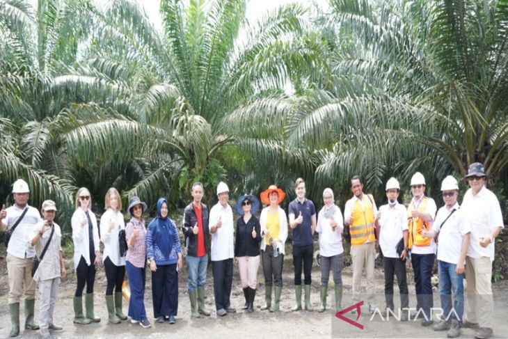 Indonesia sedang berusaha mengembalikan citra sawit
