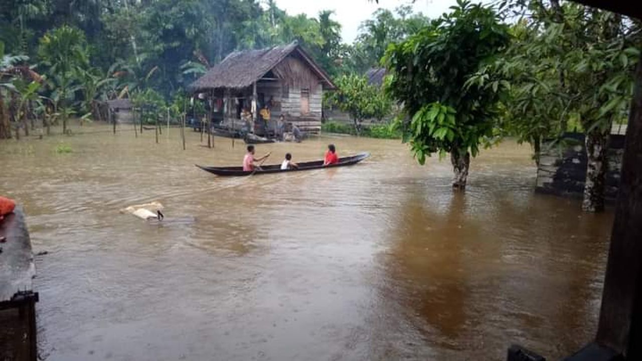 Siberut Langganan Banjir, Hutan Hulu Tergerus Dampaknya?