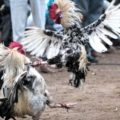 Judi Sabung Ayam di Batumandi Balangan Dibubarkan, Barang Bukti dan Lima Orang Ditangkap – Tribun Kalteng