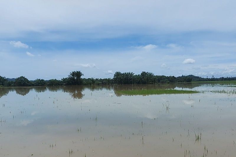 Sayangnya 100 Ribu Hektar Sawah di Kalsel Tak Bisa Tanam Akibat Banjir – Medcom.Id