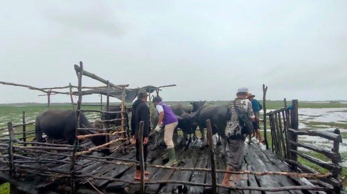 Petugas Laksanakan Vaksinasi Kerbau Rawa di Kabupaten Hulu Sungai Utara, Kalimantan Selatan