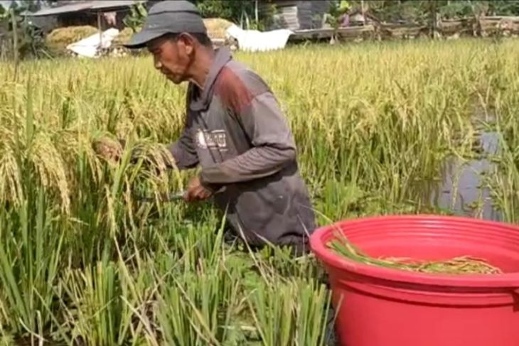 Petani HSU menerima kompensasi dari asuransi setelah gagal panen