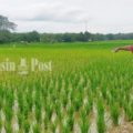 Perluas Lahan Sawah, Petani di Kabupaten Balangan Khawatir Kekeringan Tanam Dua Kali Setahun – Banjarmasin Post