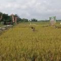 Balanti Poktan Desa Mandala HSS Gelar Panen Padi Perdana di … – Duta TV