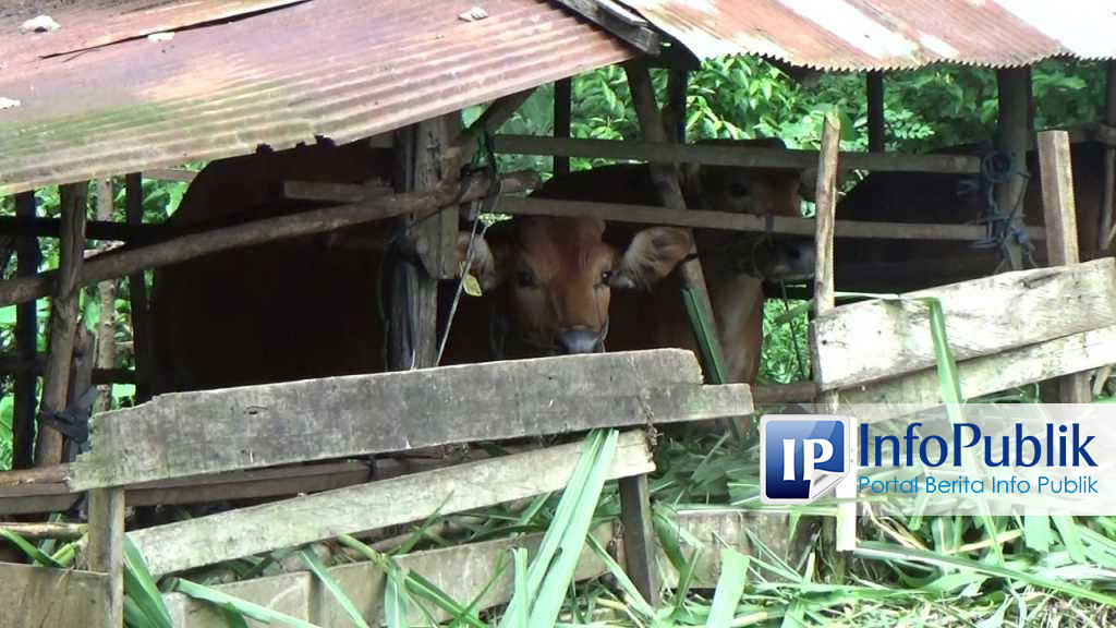 Pasar Hewan Bakal Dibuka, Pemkab Tabalong Siapkan 103 Sapi untuk Kelompok Tani