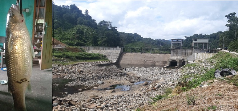 Bendungan PLTMH Tak Ada Fishway, Ikan Endemik Sungai Batang Pelangai Gadang Terancam Punah – Harian Singgalang