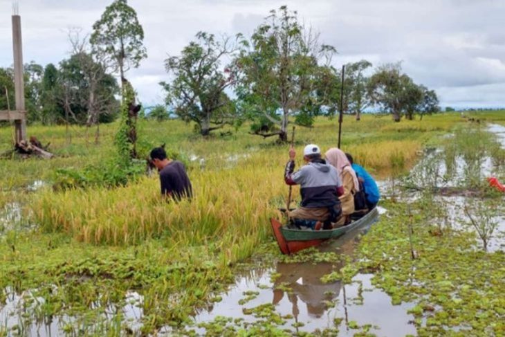 Petani mendapat santunan asuransi akibat gagal panen – ANTARA Kalsel