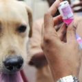 5 Orang Digigit Anjing Gila Datang ke RS Datu Sanggul Tapin, Korban Akan Diberi Vaksin Anti Rabies