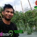Terapkan Smart Farming, Petani Milenial Tabalong Nikmati Efisiensi Biaya Produksi –