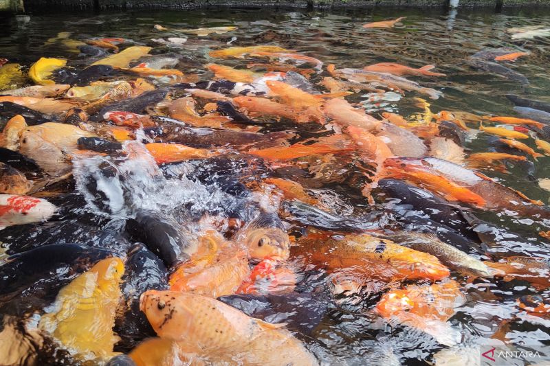 Usaha budidaya ikan dinilai menjanjikan bagi warga Tapin
