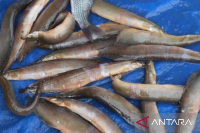 Ikan tilan rasanya enak tapi tidak disukai warga Banjarmasin – ANTARA Kalsel