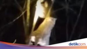 Kengerian seorang wanita hilang di Kalimantan Selatan ditemukan kesurupan di atas pohon