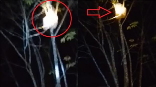 Viral Gadis Berjilbab Memanjat Pohon Malam Hari Di Hutan Kalimantan, Fakta Bikin Merinding