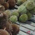 Durian langka dari pedalaman Kalimantan mulai bermunculan di Banjarmasin – ANTARA Kalsel