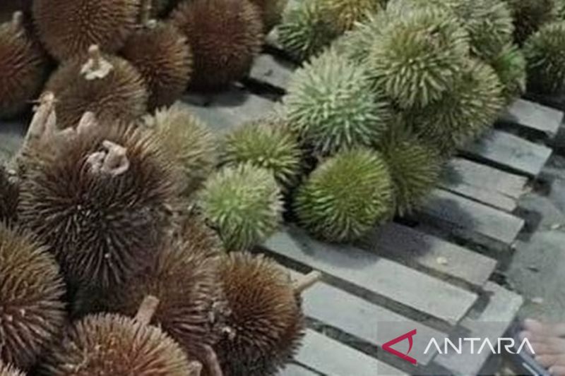 Durian langka dari pedalaman Kalimantan mulai bermunculan di Banjarmasin – ANTARA Kalsel