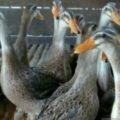 Distan Cegah Penyebaran Flu Burung di Balai Penangkaran Itik Alabio – ANTARA Kalsel