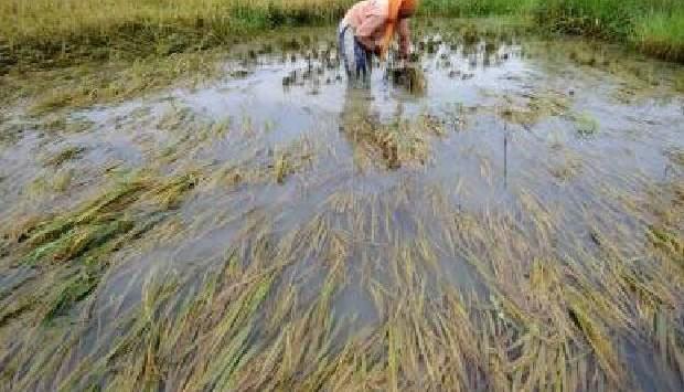 Dampak Cuaca Ekstrim, Produksi Beras di Banua Turun Ratusan Ton