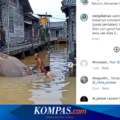 Viral, Video Ikan Pari Raksasa Tertangkap di Kalsel, Pakar: Ikan Dilindungi, Harus Dilepaskan!
