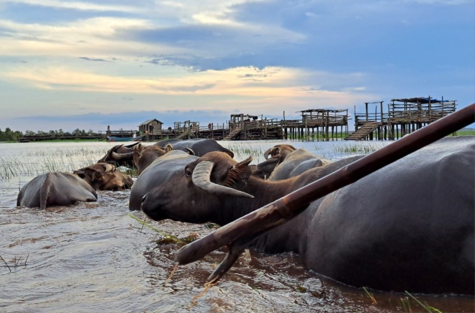 Bukan Pakan, tapi Kecurigaan yang Berkembang
