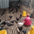 Berita Flu Burung di Banjarbaru, DKP3: Tidak Ditemukan Kasus AI pada Unggas