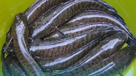 Pemkab Balangan Siapkan Lahan Sentra Budidaya Pelestarian Ikan Khas Lokal