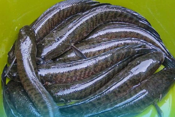 Pemkab Balangan Siapkan Lahan Sentra Budidaya Pelestarian Ikan Khas Lokal