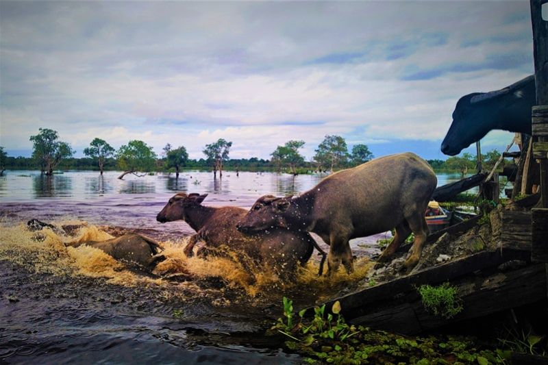 Nikmati wisata kerbau rawa "mendarat di atas air" – ANTARA Kalimantan Selatan