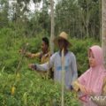 Pemkab Tanbu mengimbau masyarakat memanfaatkan pekarangan untuk menanam cabai