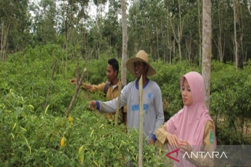 Pemkab Tanbu mengimbau masyarakat memanfaatkan pekarangan untuk menanam cabai