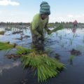 IKN Nusantara Butuh 300 Ton Beras di Kalsel, Banua Harus Genjot Produksi Pertanian