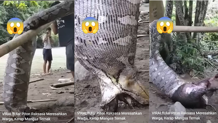 Ular Besar Ini Ngembar-muntah Ditelan Babi Hutan, Baunya Bikin Warga Kesal