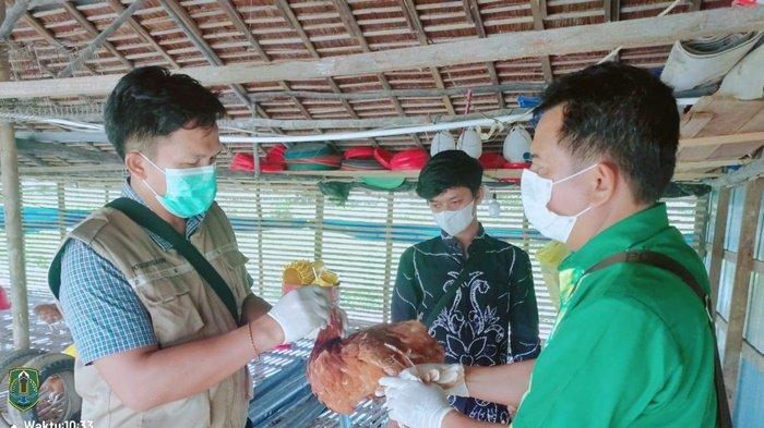 Tujuh Bebek Peking Positif Flu Burung, Dinas Pertanian Kabupaten HSU Cegah Penyebarannya