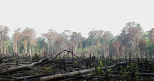 Potret Reboisasi Hutan Indonesia di Tengah Deforestasi