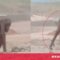 Viral Video Induk Orangutan Kelaparan dan Bayinya Terjebak di Tambang Kalimantan Timur