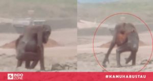 Viral Video Induk Orangutan Kelaparan dan Bayinya Terjebak di Tambang Kalimantan Timur