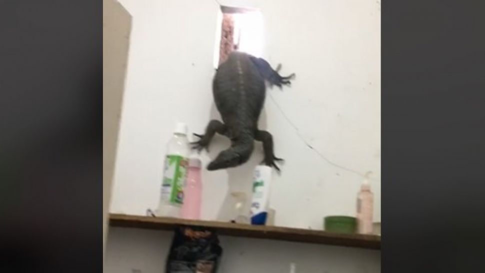 Viral Biawak Masuk Kamar Mandi Lewat Lubang Ventilasi