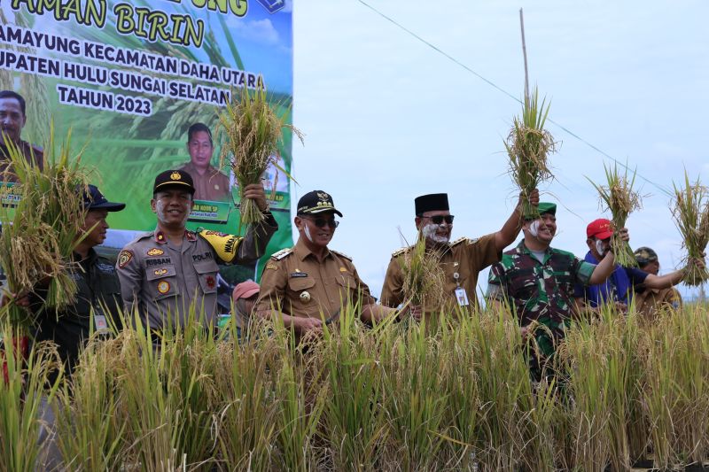 HSS Bupati dan Gubernur Kalsel panen dan rayakan panen padi terapung – ANTARA Kalsel