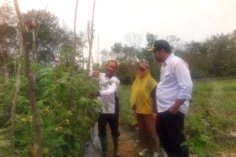 Pemerintah Kabupaten Tabalong telah mengembangkan 10 desa hortikultura sebagai penyangga IKN