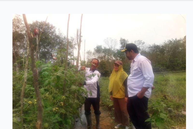 Tabalong sedang mengembangkan 10 desa hortikultura untuk menjadi binaan IKN